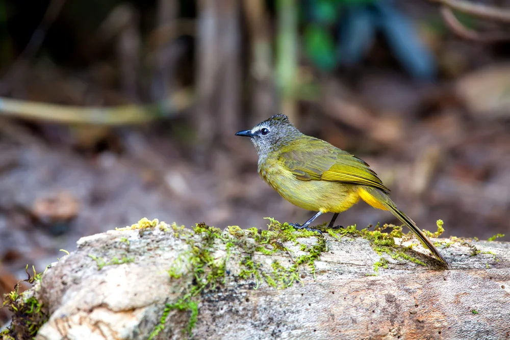 Gelbbauch-Dickschnabeldrossel (Pycnonotus flavescens)