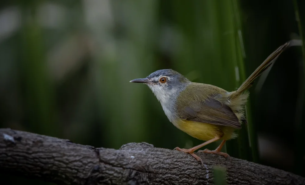 Gelbbauch-Fliegenschnäpper (Microeca flaviventris)