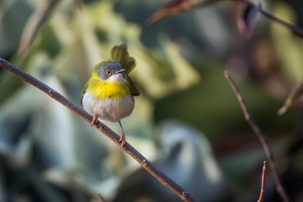 Gelbbauch-Grasmücke (Apalis flavida)