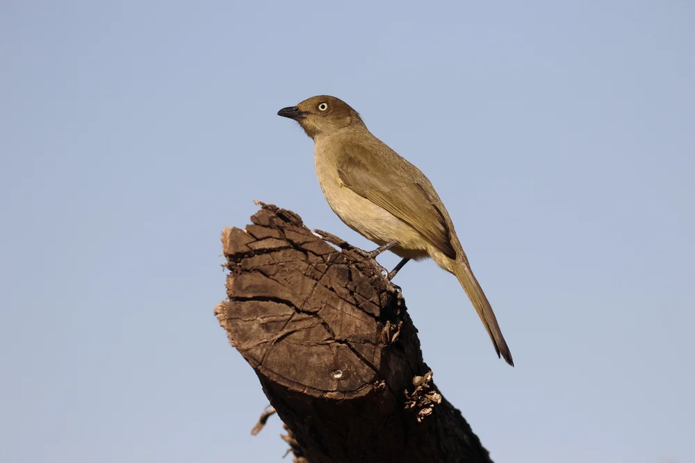 Gelbbauch-Laubsänger (Phyllastrephus fulviventris)