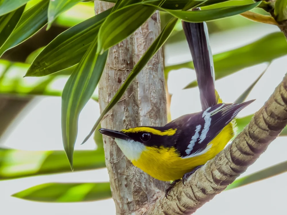 Gelbbauch-Schnäpper (Machaerirhynchus flaviventer)