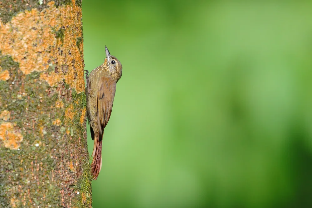 Gelbbauch-Schopfyuhina (Xiphorhynchus susurrans)