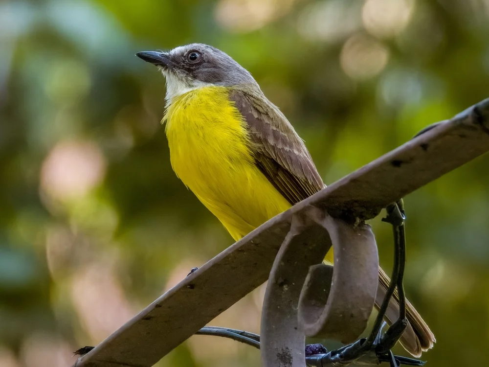 Gelbbauch-Schreityrann (Myiozetetes luteiventris)