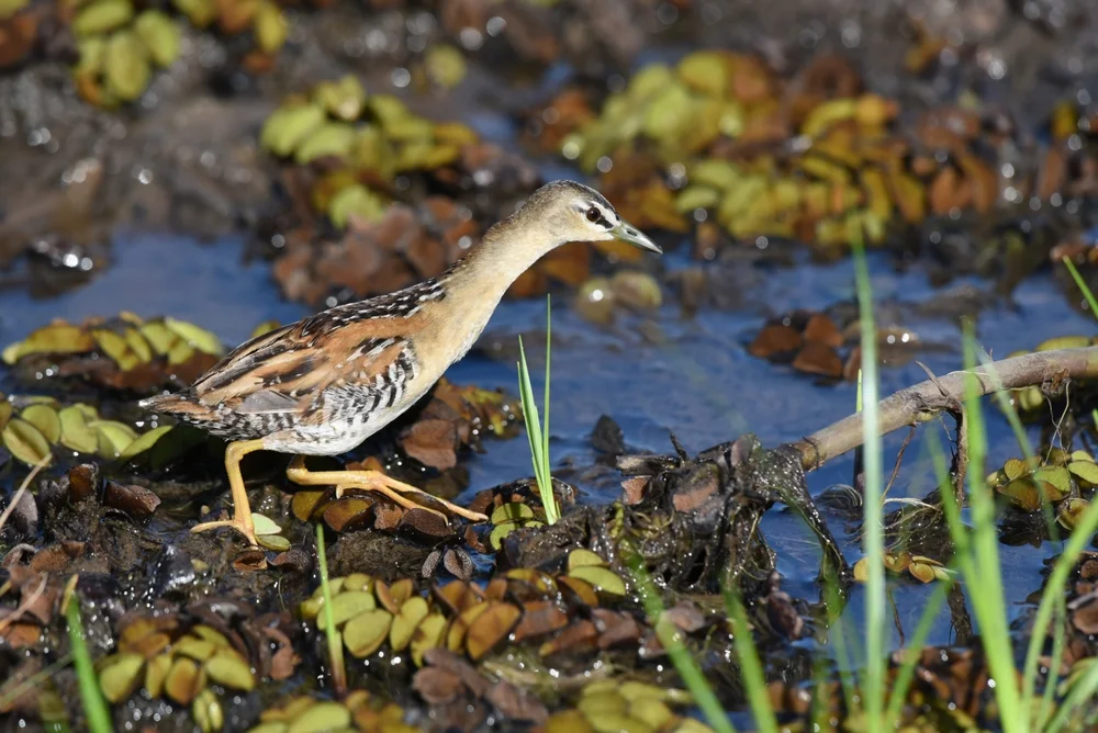 Gelbbauch-Sumpfhuhn (Hapalocrex flaviventer)