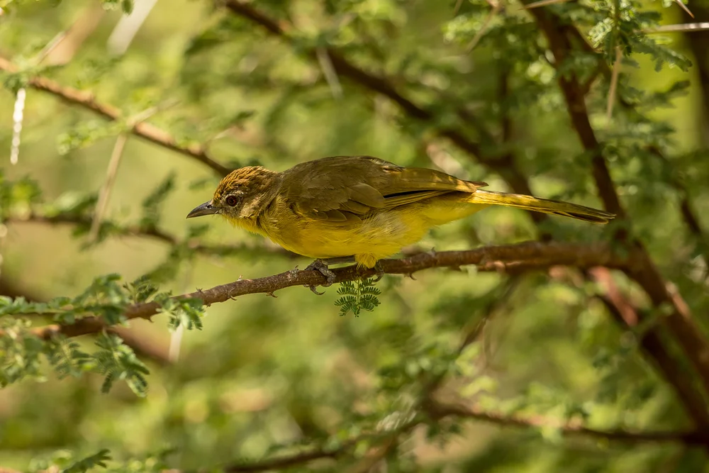 Gelbbauch-Waldsänger (Chlorocichla flaviventris)