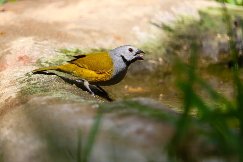 Gelbbauch-Weißkehl-Sonnenvogel (Nesocharis capistrata)