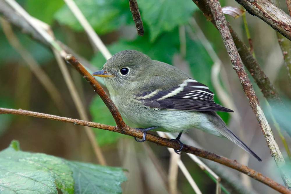 Gelbbauch-Zwergtyrann (Empidonax flaviventris)