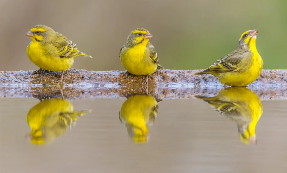 Gelbbauch-Zwergtyrann (Tolmomyias flaviventris)