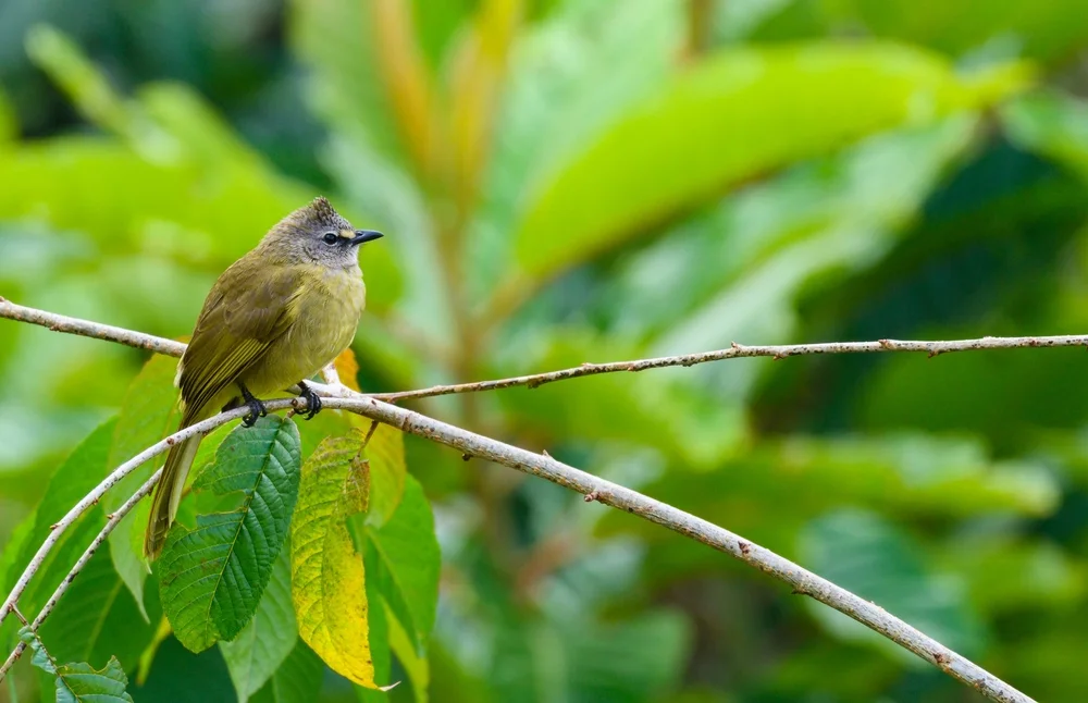 Gelbbauchdickschnabel (Pycnonotus finlaysoni)