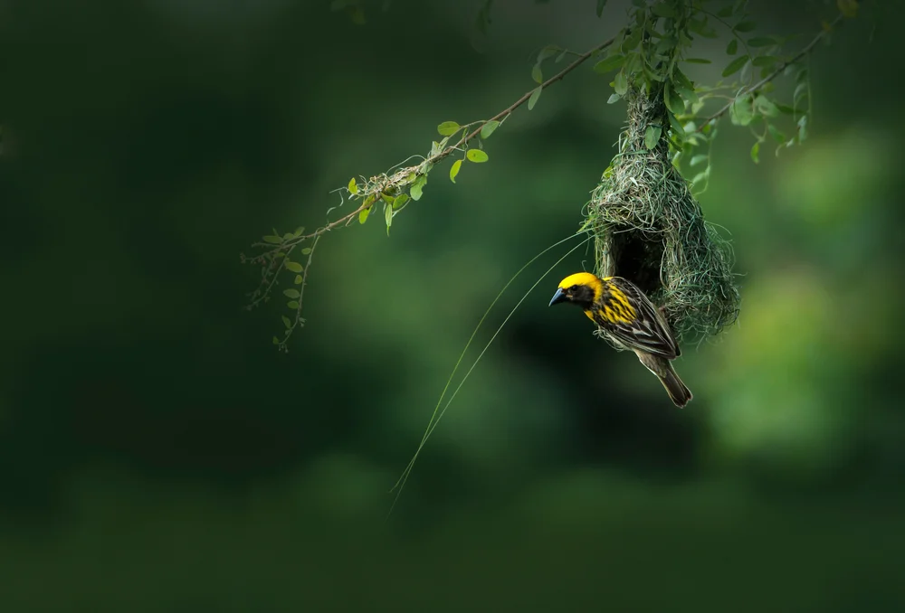 Gelbbauchweber (Ploceus subaureus)