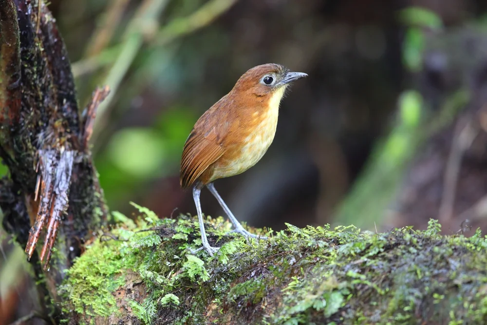 Gelbbrauen-Ameisenpitta (Grallaria flavotincta)