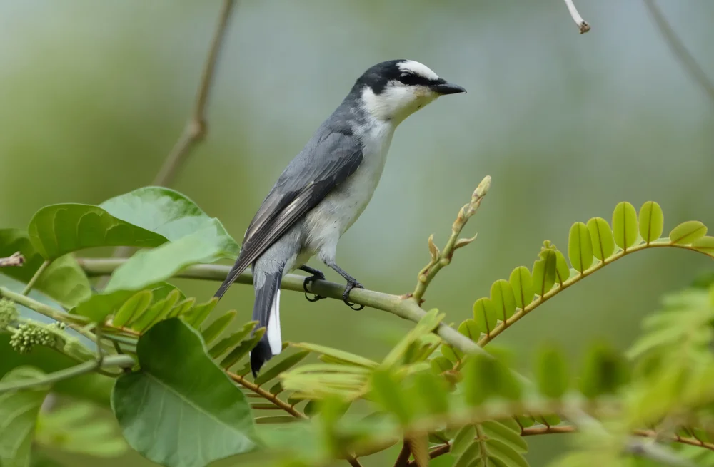 Gelbbrauen-Baumvielfraß (Pericrocotus tegimae)