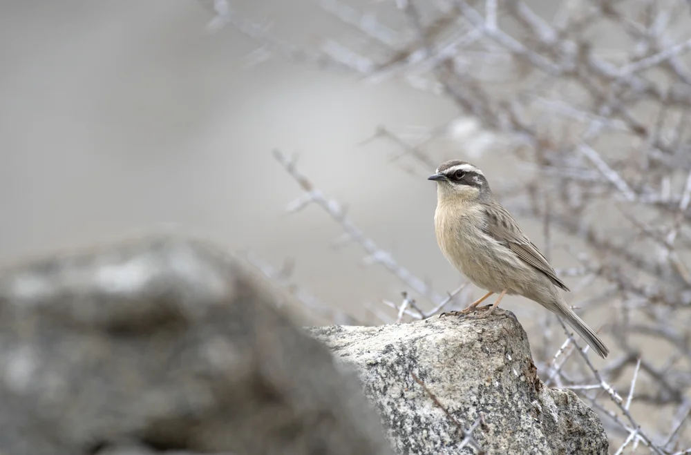 Gelbbrauen-Braunelle (Prunella fulvescens)