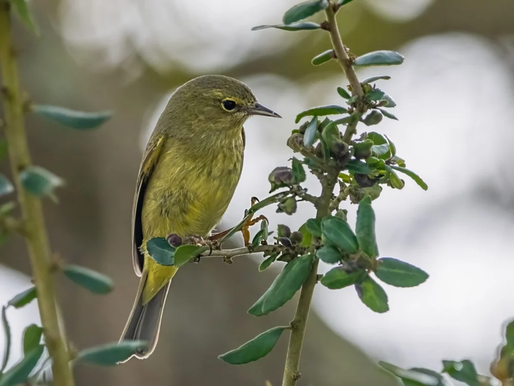 Gelbbrauen-Honigfresser (Vireolanius melitophrys)