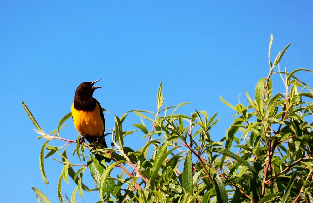 Gelbbrauen-Schopftyrann (Pseudocolopteryx sclateri)