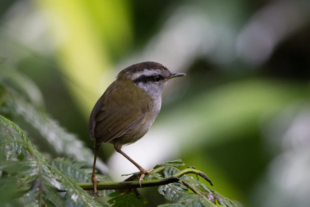 Gelbbrauen-Zwergschlüpfer (Tesia superciliaris)