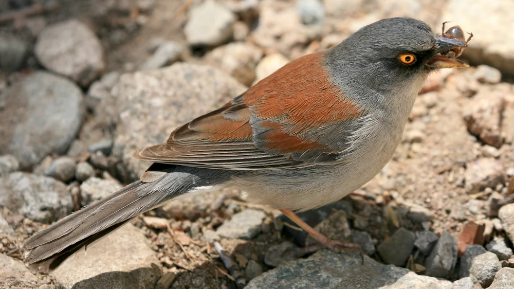 Gelbbrauenammer (Junco phaeonotus)