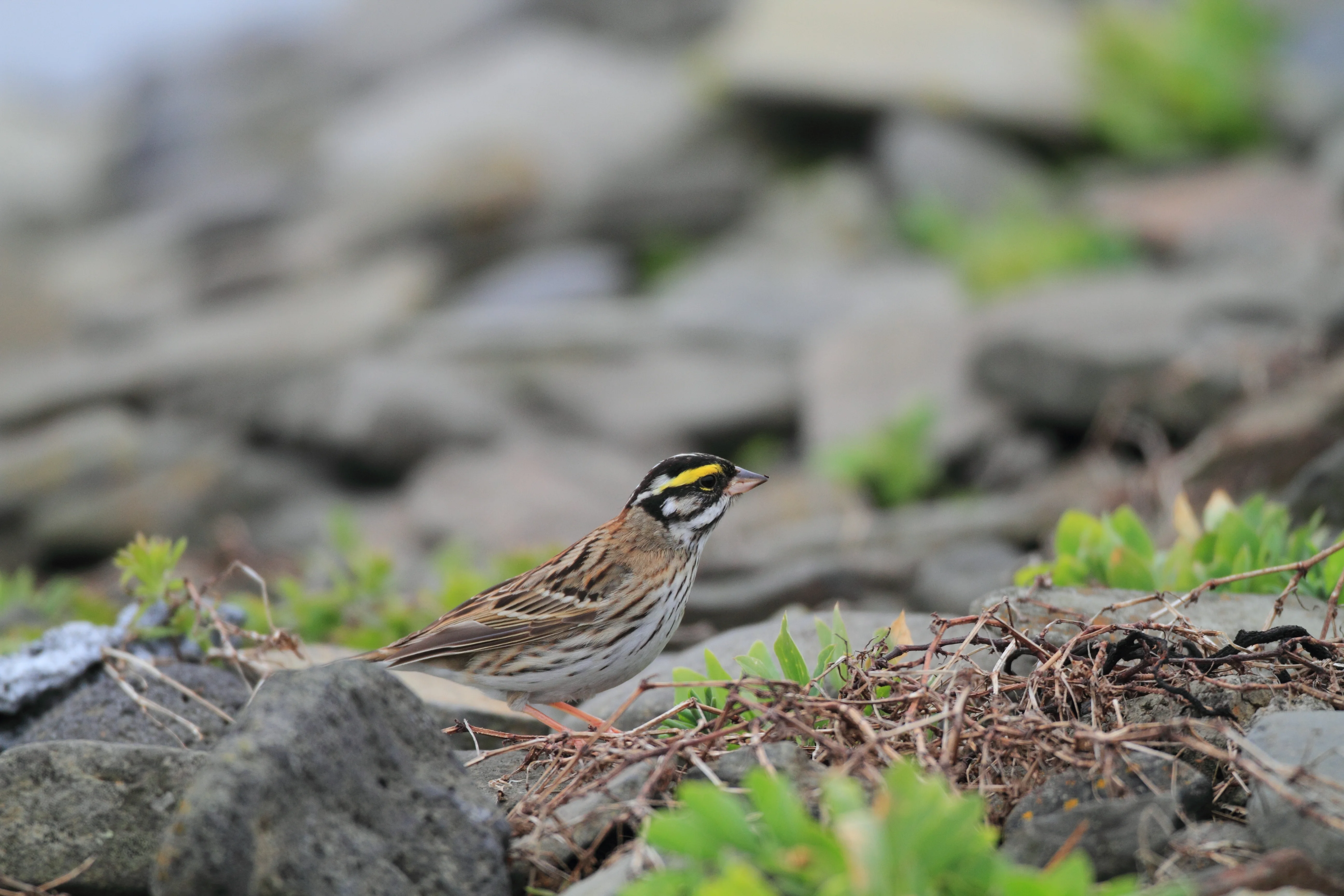 Gelbbrauenammer (Emberiza chrysophrys)