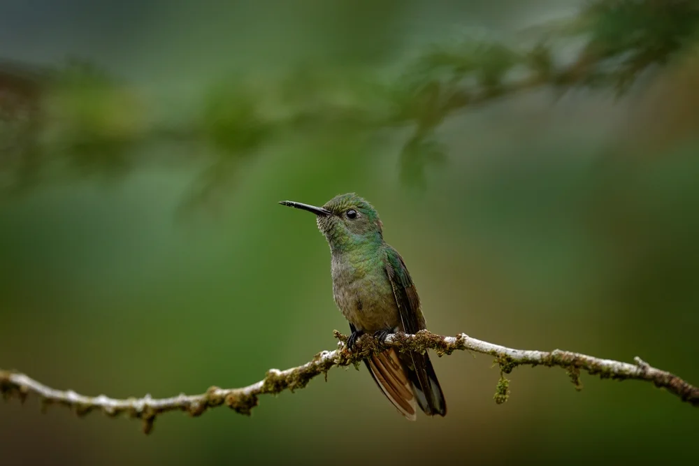 Gelbbrauenlaubvogel (Phaeochroa cuvierii)