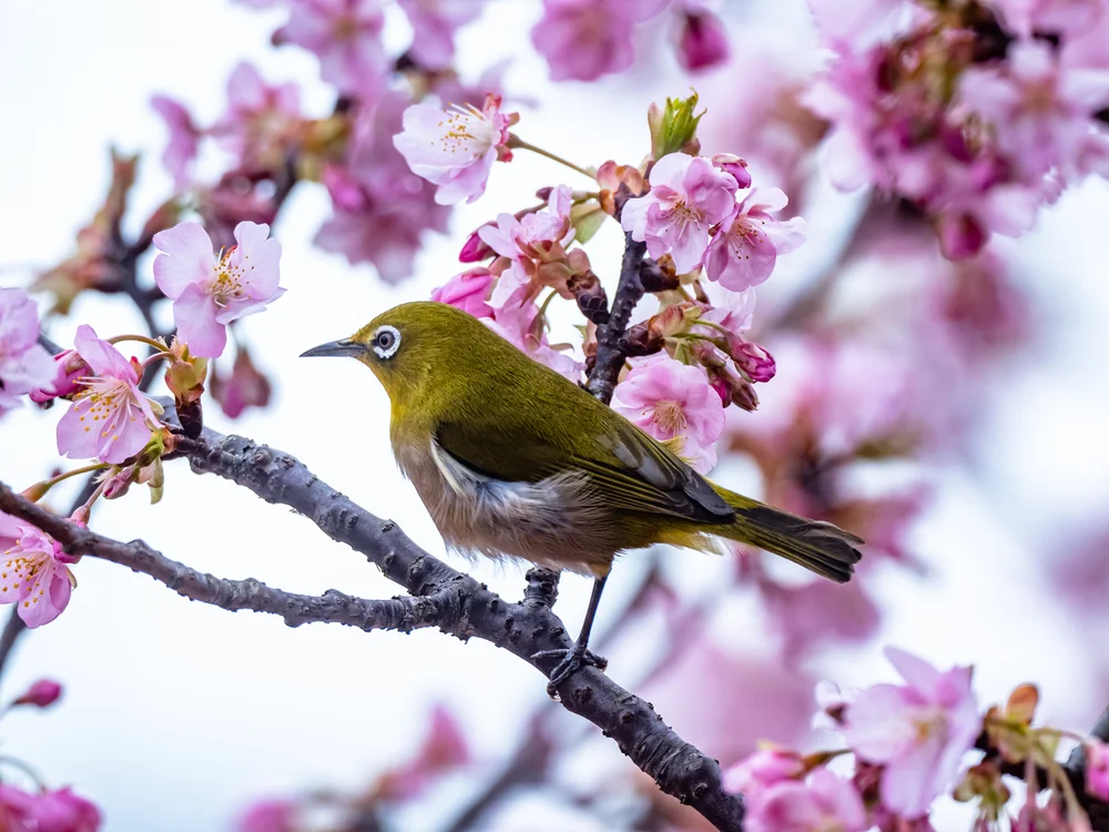Gelbbrust-Brillenvogel (Zosterops semiflavus)