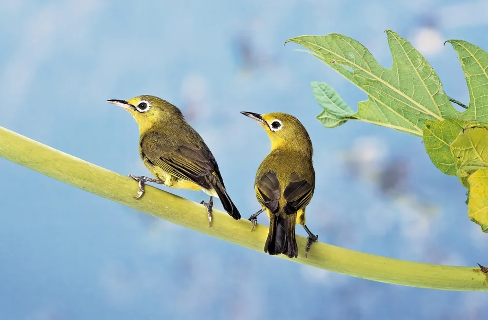 Gelber Brillenvogel (Zosterops fuscicapilla)