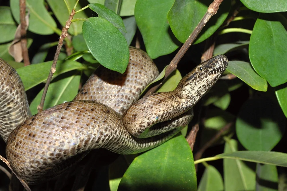Gelber Lanzenotter (Chilabothrus inornatus)