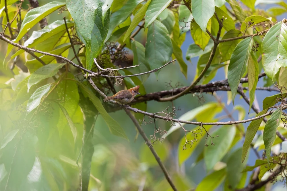 Gelber Segelflosser (Yuhina bakeri)