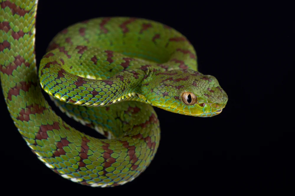 Gelbflecken-Bambusotter (Trimeresurus flavomaculatus)