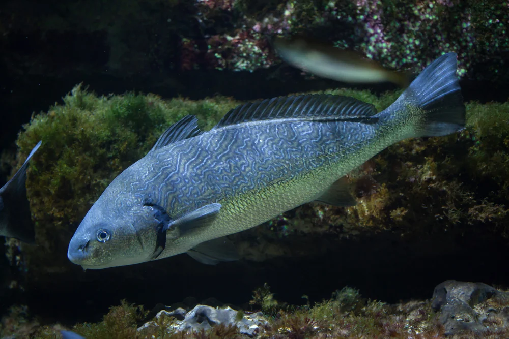 Gelbflossen-Drückerfisch (Umbrina roncador)