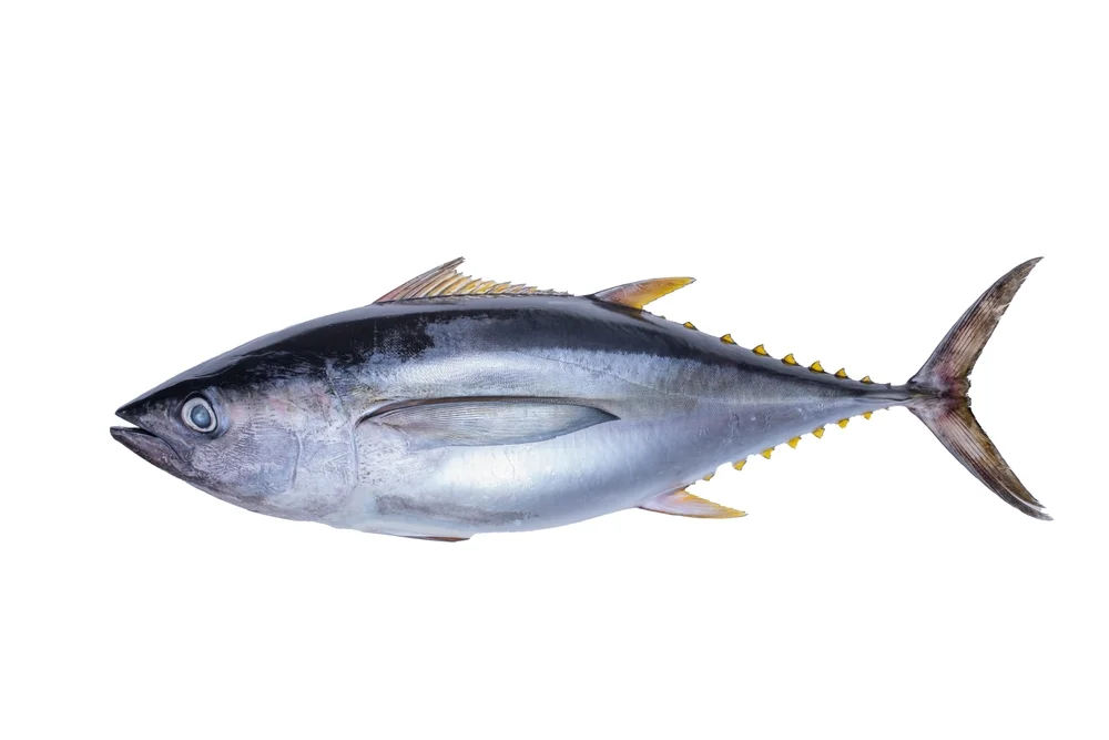 Gelbflossen-Thun (Thunnus albacares)