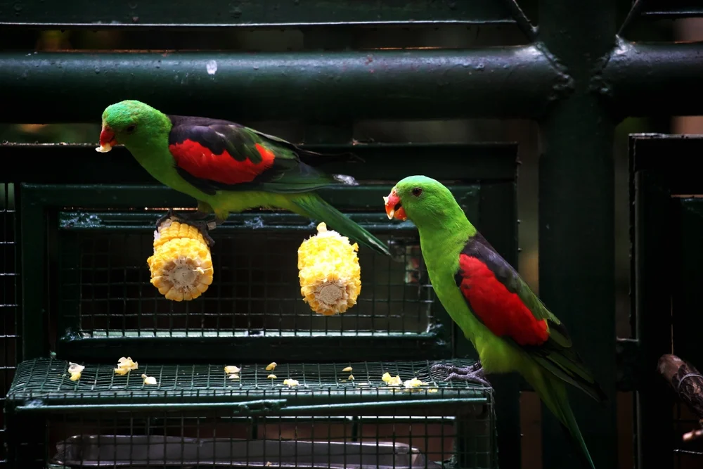 Gelbflügelsittich (Aprosmictus jonquillaceus)