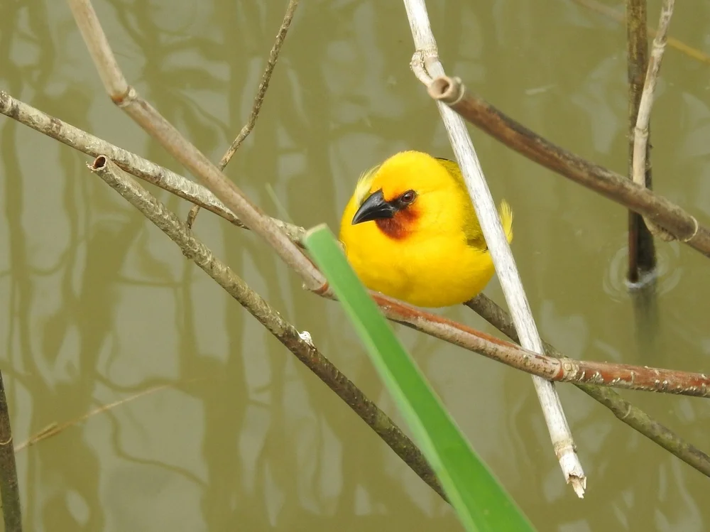 Gelbflügelweber (Ploceus xanthopterus)
