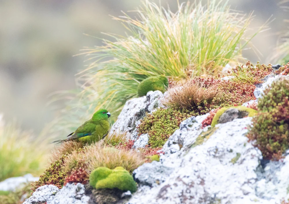 Gelbfrontkakariki (Cyanoramphus unicolor)