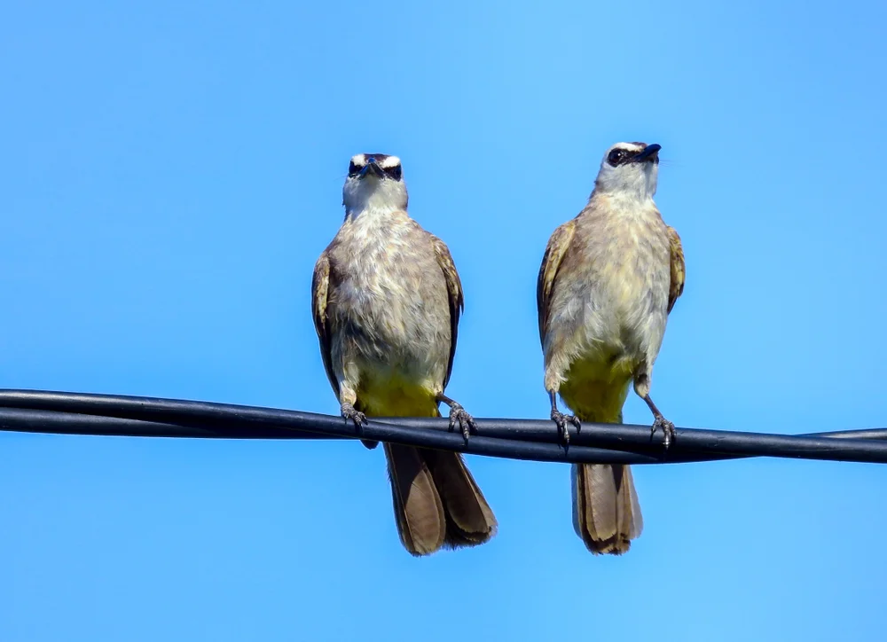 Gelbfuß-Laubsänger (Bleda syndactylus)