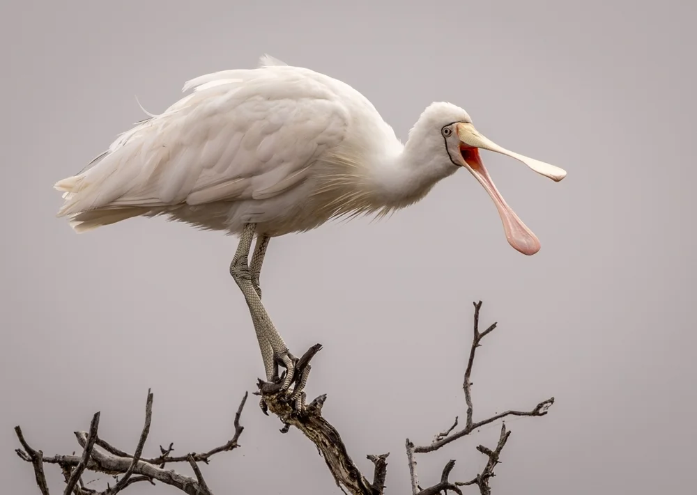 Gelbfuß-Löffler (Platalea flavipes)