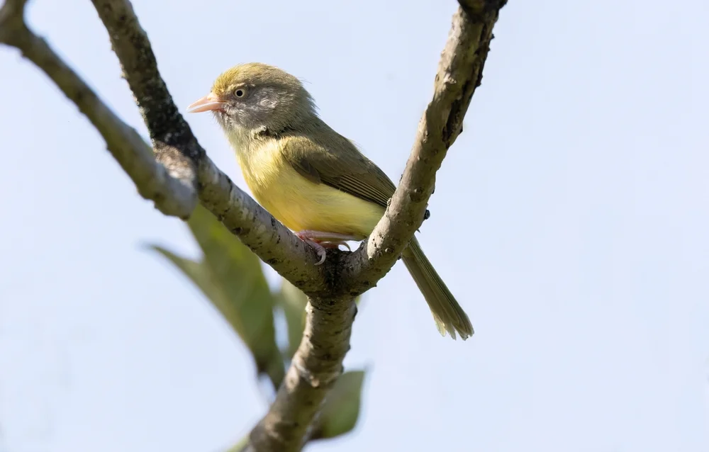 Gelbfuß-Waldsänger (Hylophilus flavipes)