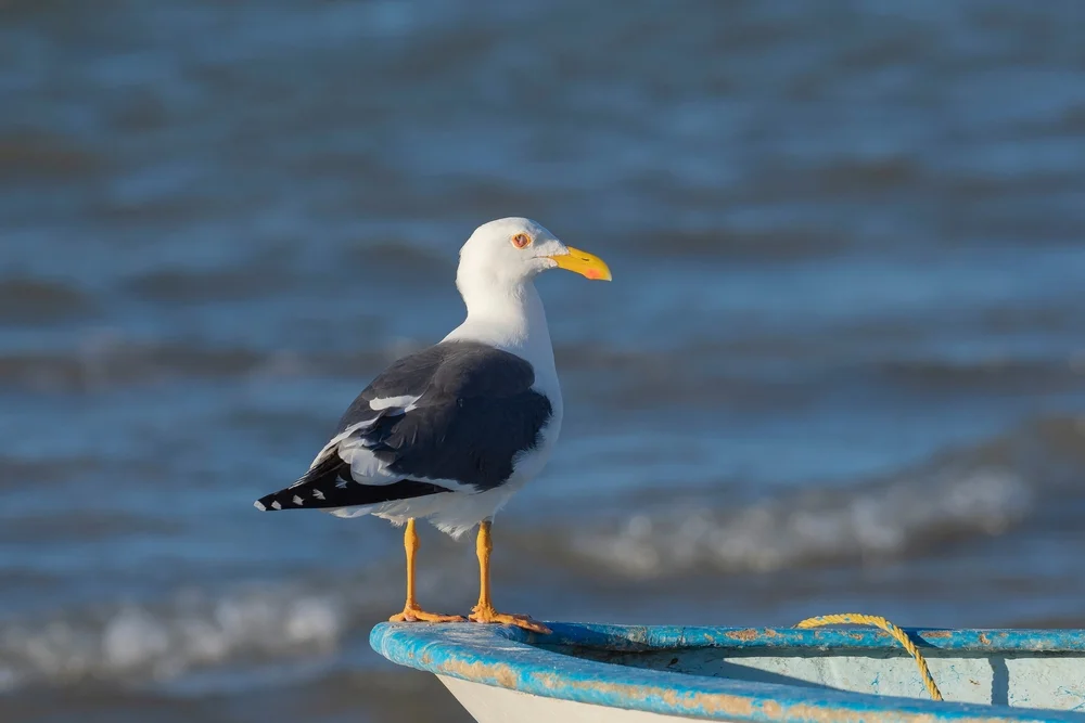 Gelbfußmöwe (Larus livens)