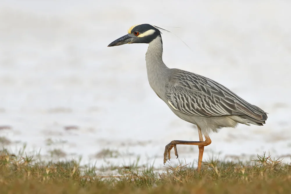 Gelbfußreiher (Nyctanassa violacea)