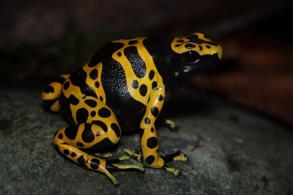 Gelbgebänderter Baumstelger