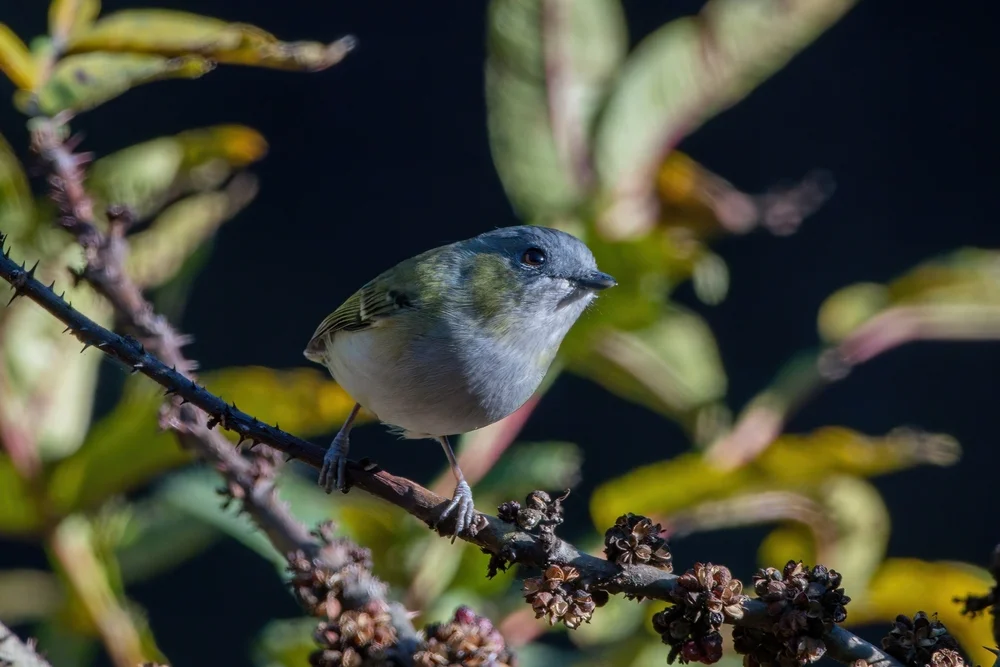 Gelbgrün-Schattenammer (Pteruthius rufiventer)