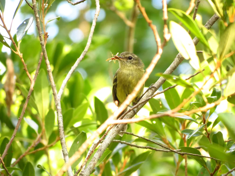 Gelbgrüner Blattspäher (Phylloscartes flavovirens)