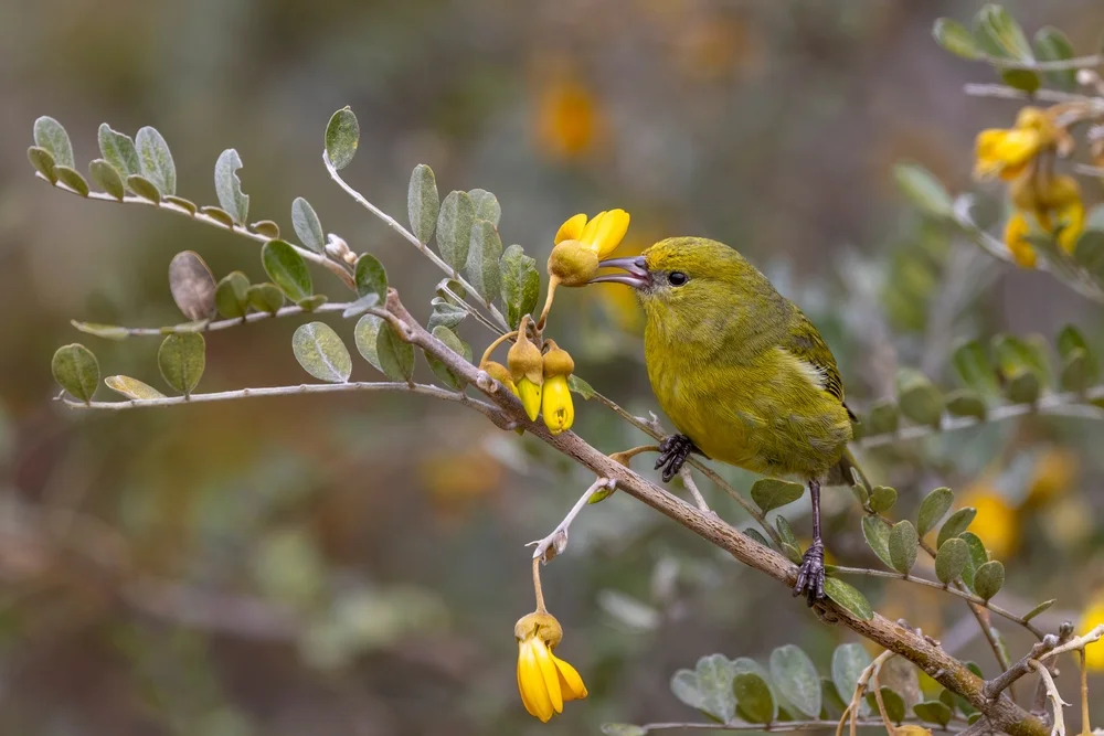 Gelbgrüner Kleidervogel (Chlorodrepanis flava)