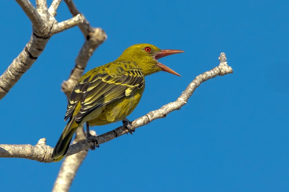 Gelbgürtelpirol (Oriolus flavocinctus)