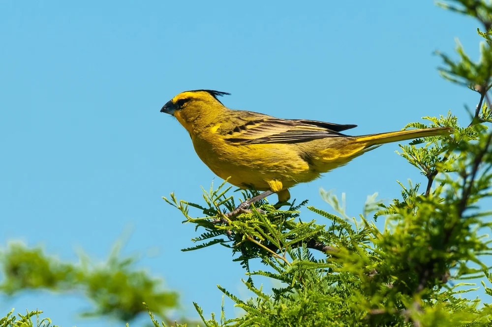 Gelbhaubenkardinal (Gubernatrix cristata)