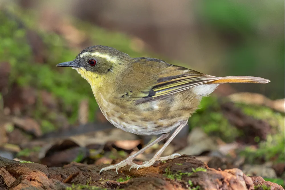 Gelbkehl-Seidenlaubsänger (Sericornis citreogularis)