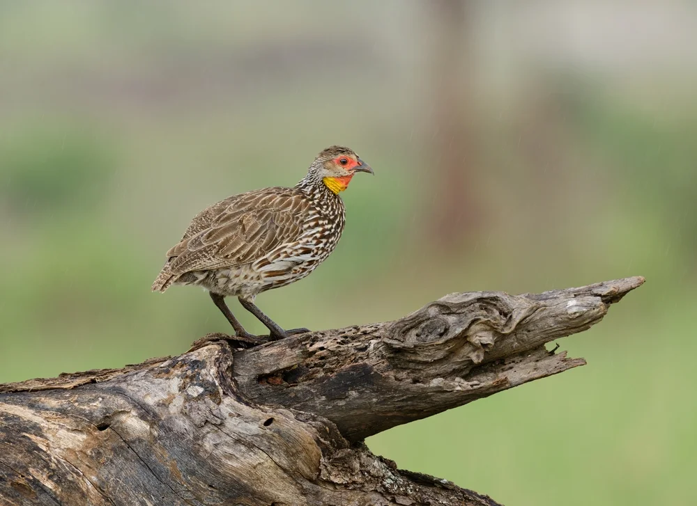Gelbkehlflughuhn (Kastanienbauchflughuhn)