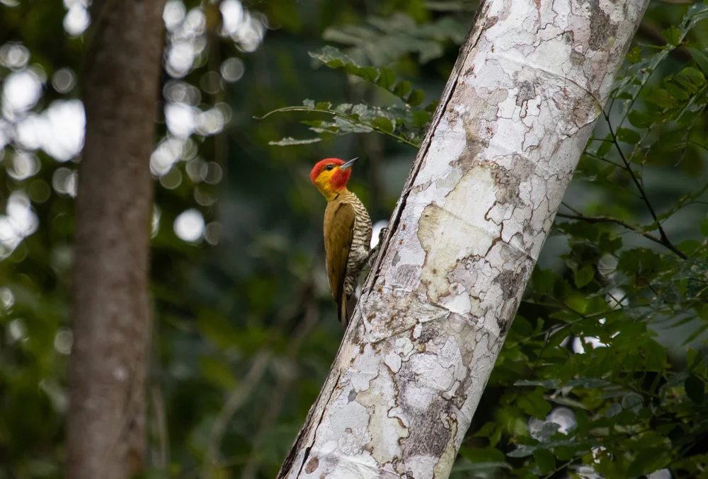 Gelbkehlspecht (Piculus flavigula)