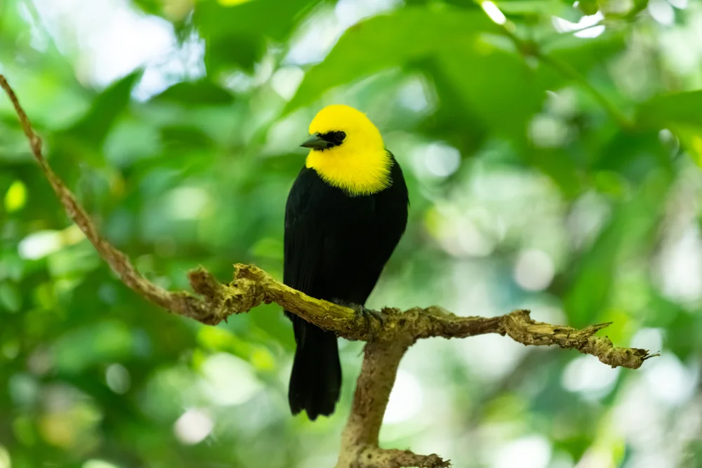 Gelbkopf-Grasammer (Chrysomus icterocephalus)