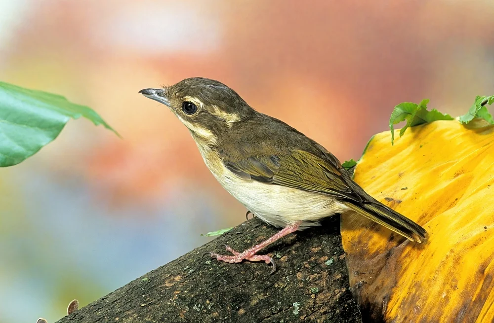 Gelbkopf-Kuhstärling (Vireolanius pulchellus)