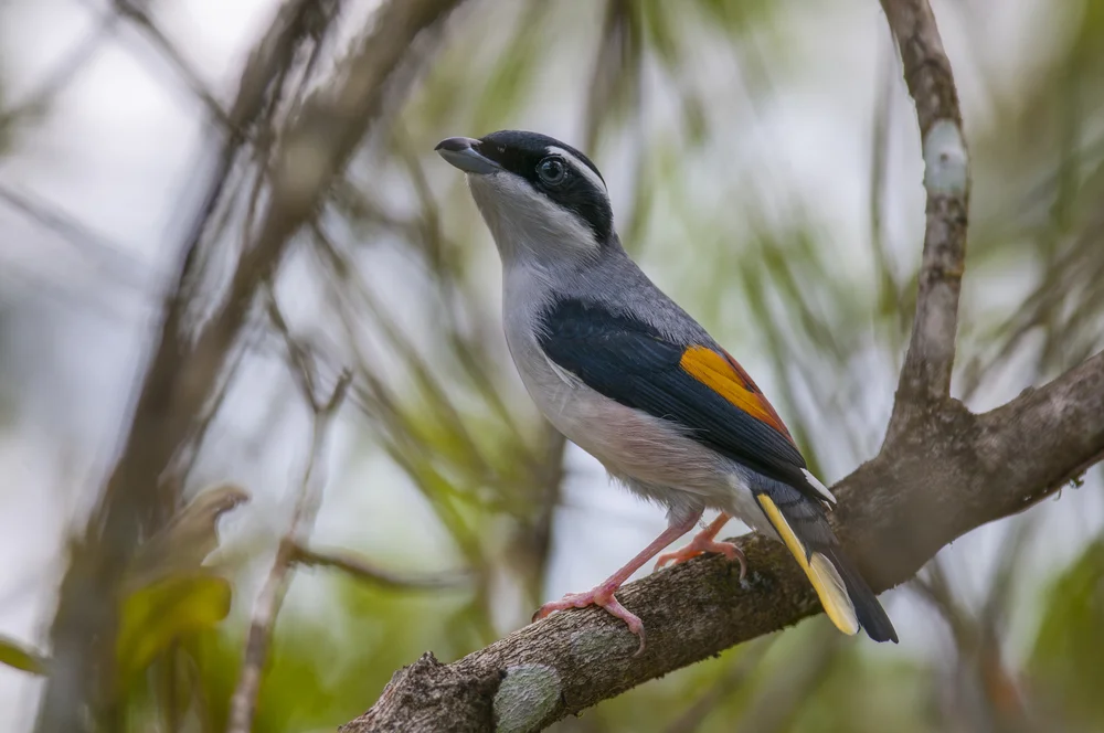 Gelbkopf-Schattenammer (Pteruthius flawscapis)
